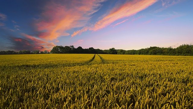 Foto Feld