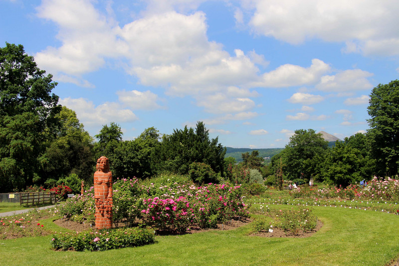 Rosen im Europa-Rosarium Sangerhausen