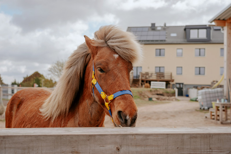 Das Bild zeigt ein Pferd in der Nähe des Hauses.