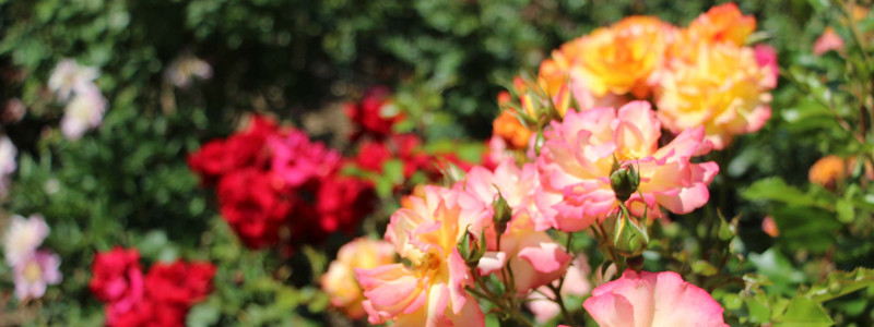 Rosen aus dem Rosarium