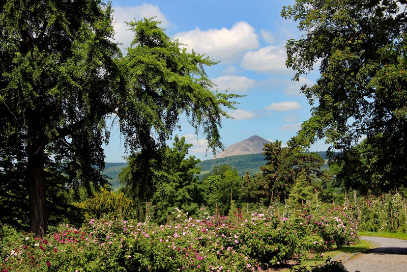 Rosen im Europa-Rosarium Sangerhausen