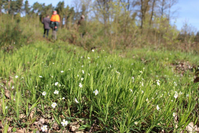 Das Bild zeigt Mischkulturen im gesunden Wald.