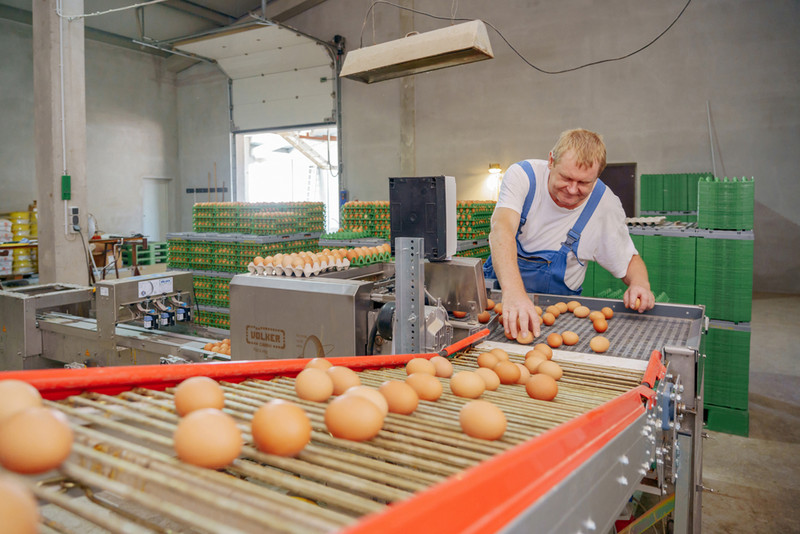 Eier kommen aus dem Stall über ein Förderband zum Verpacken