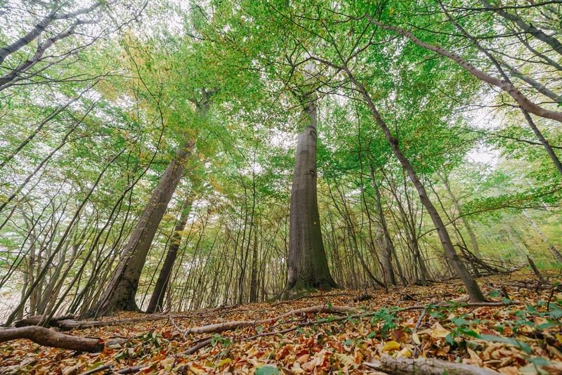 Laubmischwald im Naturschutzgebiet Waldhaus bei Osterwieck